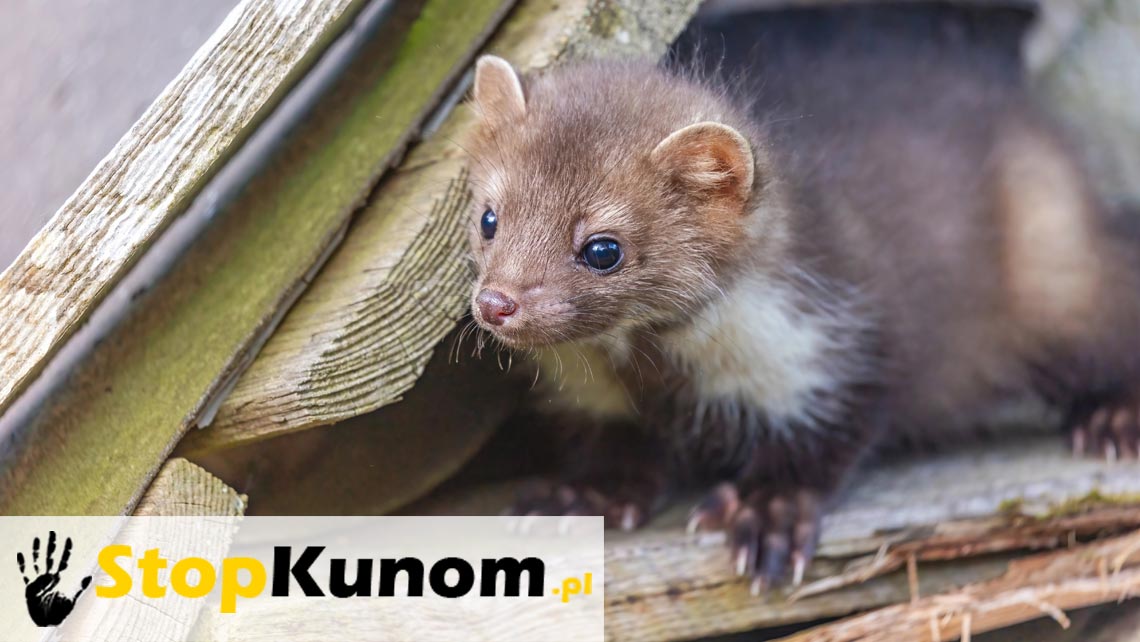 Dieta kuny domowej – co naprawdę smakuje leśnemu łobuzowi z miejskich dachów