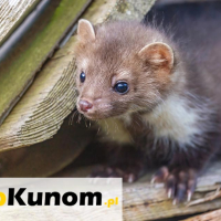 Dieta kuny domowej – co naprawdę smakuje leśnemu łobuzowi z miejskich dachów