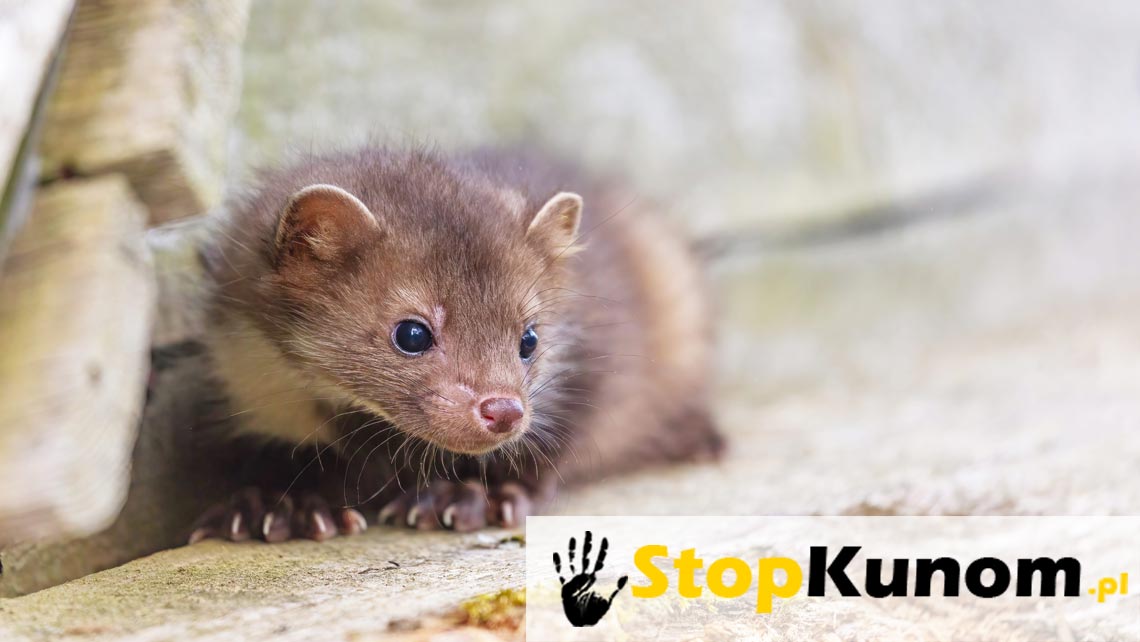 Kuna w domu i na poddaszu – jak pozbyć się kuny, czym ją odstraszyć, czego nie lubi kuna i które skuteczne odstraszacze na kuny są najlepsze